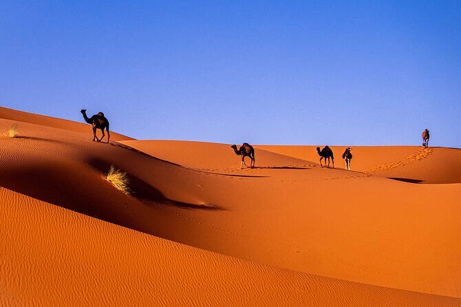 3-Day Private Sahara Desert to Merzouga from Marrakech with Licensed Guide - What Travelers Say