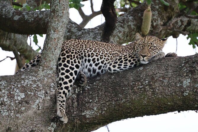 3 Day Private Tour in Maasai Mara with Lodge Luxury with Jeep - Is It Worth the Price?