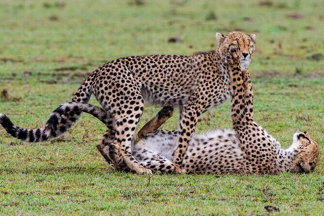 3-Day Private Tour in Tsavo West National Parks - Who Is This Tour Best For?