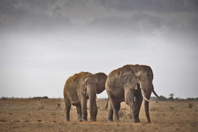 3-Day Private Tsavo East & West Safari Experience wildness - Day 1: Nairobi to Tsavo East – First Glimpses of the Wild