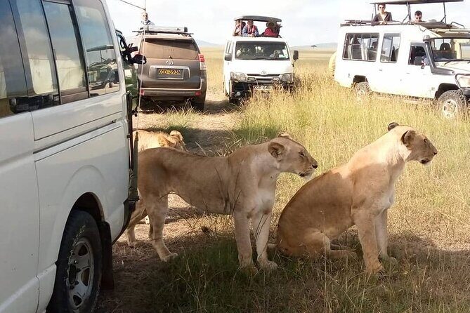 3 Day Private Wild Safari Tour in Maasai Mara - Final Thoughts: Who Should Consider This Tour?