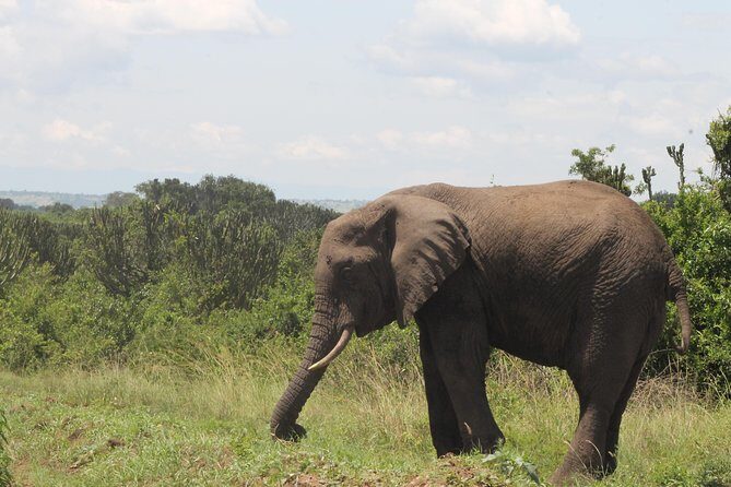 3-Day Queen Elizabeth and Chimpanzees-Join a Group! - Final Thoughts on Value and Experience