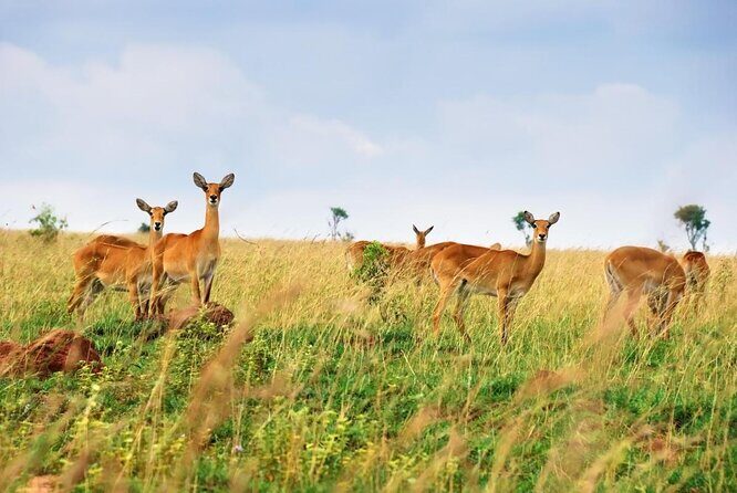 3 Day Queen Elizabeth National Park Budget Tour - Transportation, Accommodation, and Meals