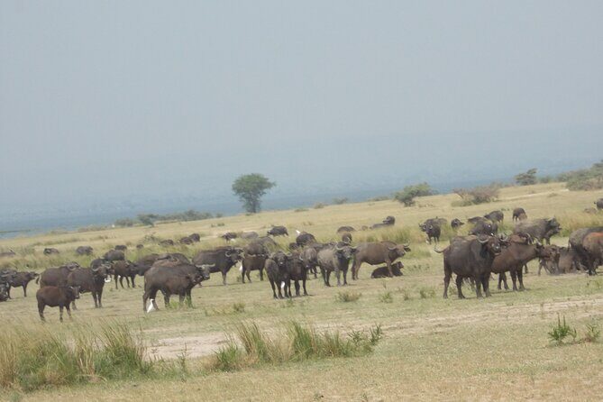 3-Day Queen Elizabeth safari - Authentic Experiences Highlighted by Travelers
