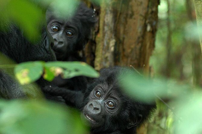 3-Day Rwanda Gorilla Safari - Authentic Perspectives from Travelers