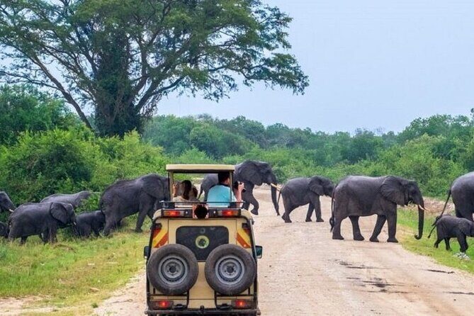 3-Day Safari in Queen Elizabeth National Park Uganda from Kampala - Day 3: Return to Kampala with Optional Primate Walks