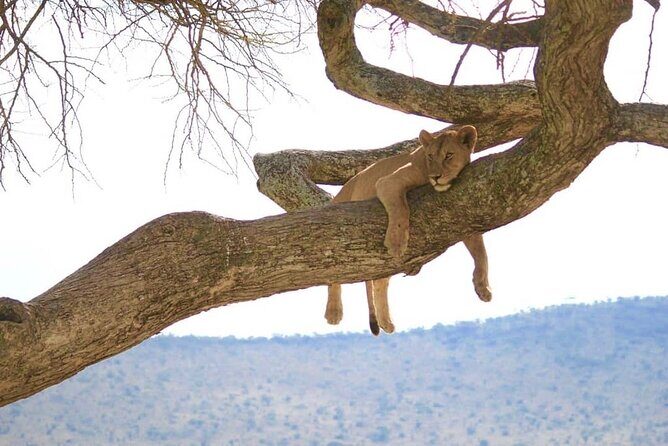 3 day safari Tarangire/Lake Manyara and Ngorongoro from Zanzibar with Flights - Who Is This Tour For?
