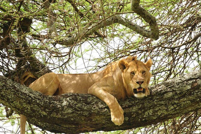 3-Day Safari Tour to Tarangire National Park, Lake Manyara National Park and Ngorongoro Crater from Arusha - What Travelers Say: Authentic Experiences and Expert Guides
