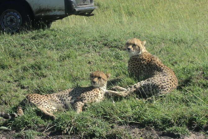 3-Day Safari Trip to Masai Mara National Reserve from Nairobi - Reviews: Authentic Insights