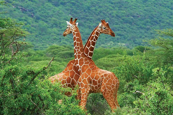 3 Day Samburu Safari - The Itinerary in Detail