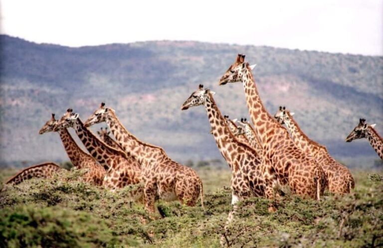 3-Day Serengeti and Ngorongoro Safari - A Detailed Look at the 3-Day Safari Experience