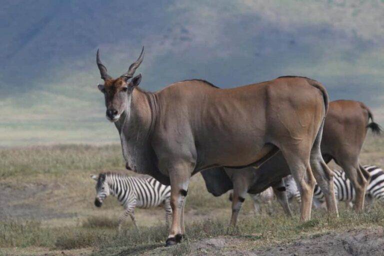 3 Day Serengeti Fly-in Safari from Zanzibar all Inclusive - An In-Depth Look at the Safari Experience