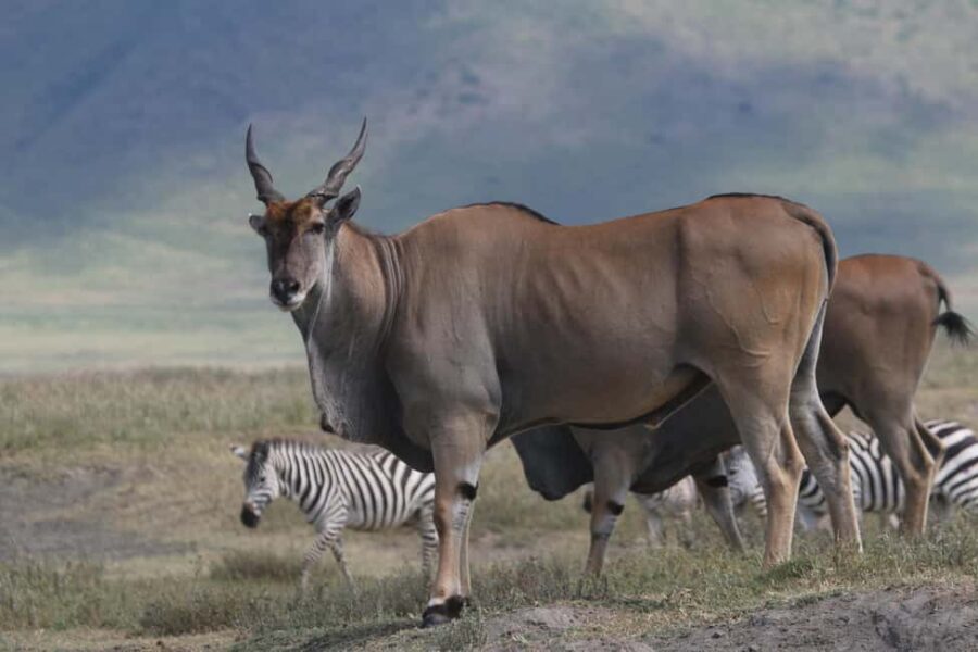 3 Day Serengeti Fly-in Safari from Zanzibar all Inclusive