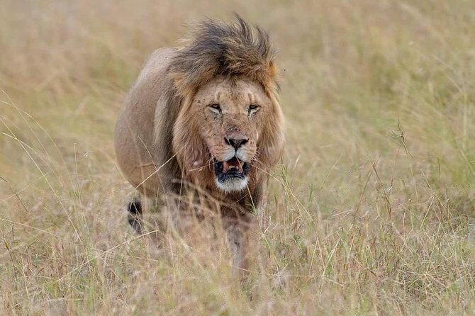 3-Day Serengeti NP & Ngorongoro Crater Safari - Practical Details & What to Expect