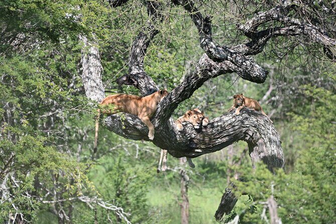 3 Day Sharing Safari - Manyara, Ngorongoro Crater and Tarangire National Parks - What Travelers Say