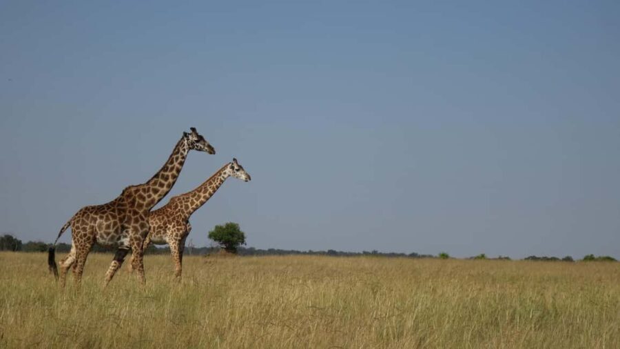 3-Day Small Group Safari to Maasai Mara: Adventure Awaits - In-Depth Breakdown of the Itinerary