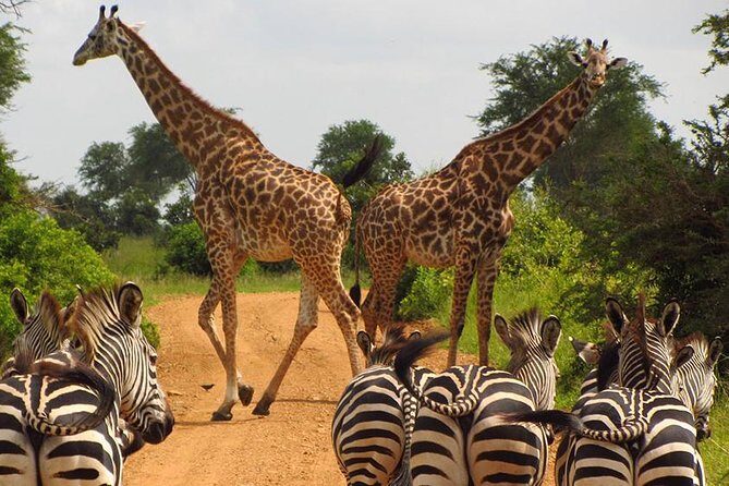 3 Day Tanzania Luxury Safari - What’s Included and What’s Not