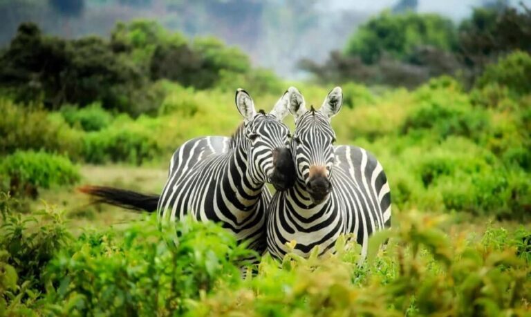 3-Day Tanzania Safari: Serengeti & Ngorongoro Crater . - What Does the Price Cover?
