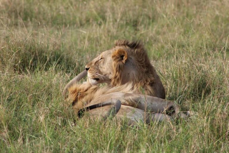 3 Day | Tarangire Ngorongoro Crater & Lake Manyara - Day 3: Lake Manyara National Park