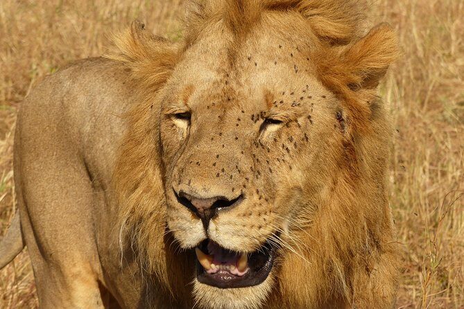 3 Day - Tarangire, Ngorongoro Crater Lake Manyara- Mid - Range - Day 3: Lake Manyara – The Small but Spectacular