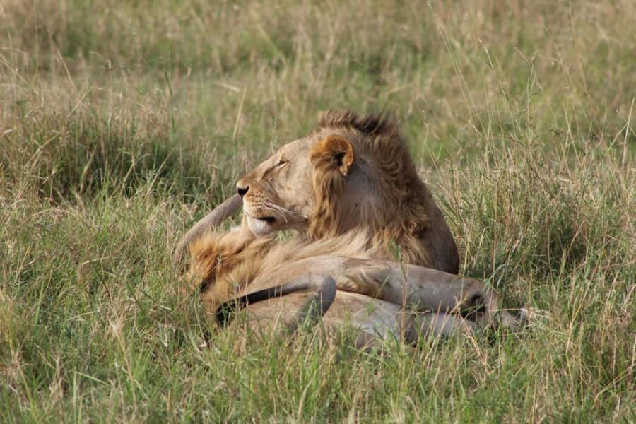 3 Day | Tarangire Ngorongoro Crater & Lake Manyara - Day 3: Lake Manyara National Park