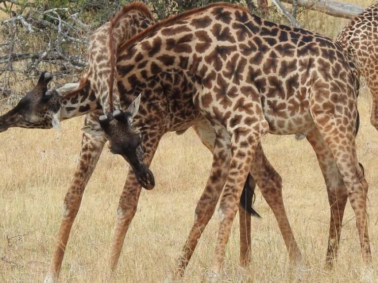 3 Day Tarangire, Ngorongoro, Manyara Safari from Moshi - A Day-by-Day Breakdown: What You Can Expect