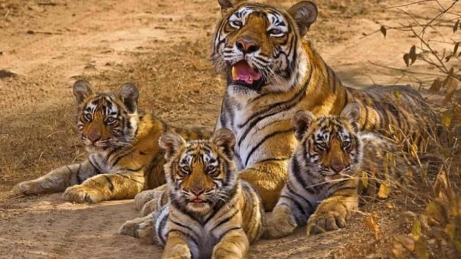 3-Day Temple Trails & Tiger Tales: Delhi-Khajuraho-Panna - The Value of This Tour