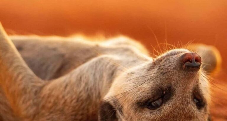 3-Day The Best of Tanzania Safari Green Season Offer - What Travelers Say and Why It Matters