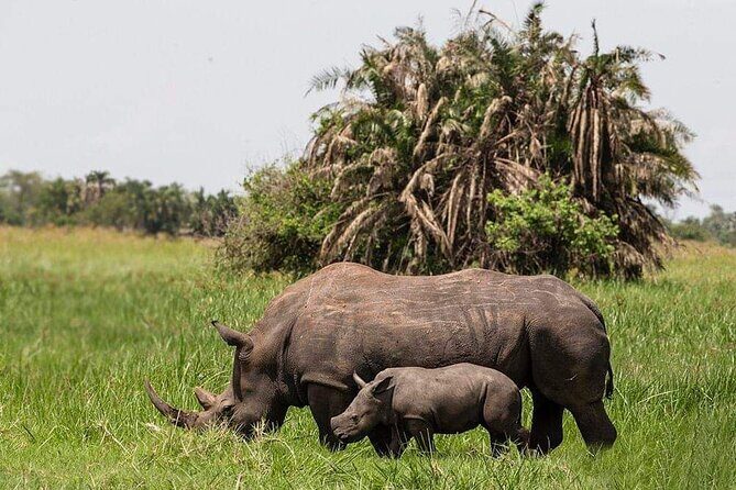 3-Day Tour in Murchison Falls Safari & Rhino Tracking - Deep Dive: Why This Tour Offers Real Value