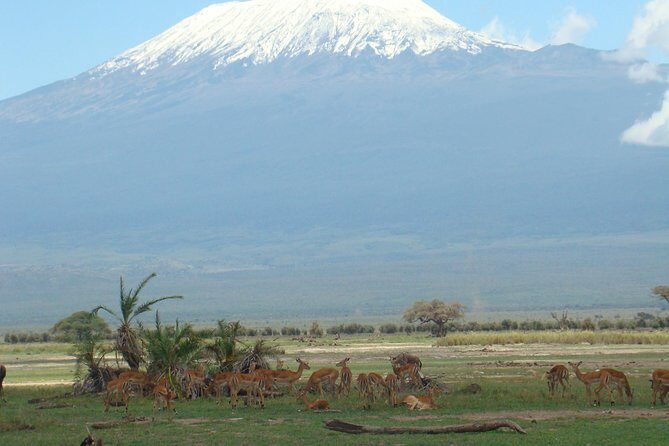 3 Day Tour to Amboseli Tsavo West & East to Mombasa/Diani/Nairobi - Why This Tour Offers Good Value