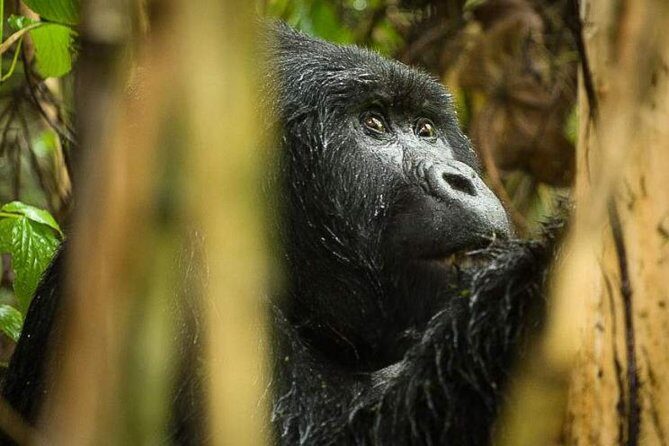 3-Day Tour to Uganda - Gorilla Trekking Bwindi Forest - Transportation and Comfort