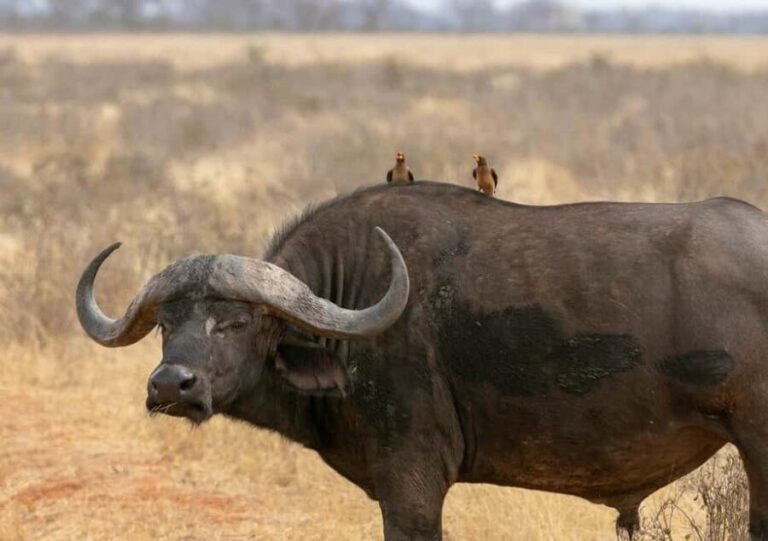 3 Day Tsavo East and Tsavo West Safari From Mombasa or Diani - Introduction: Why This Safari Stands Out