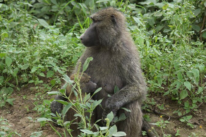 3-Day Tsavo East and Tsavo West Safari - Why This Tour Stands Out
