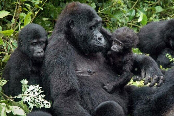 3-Day Uganda Gorilla Trekking Safari - Authentic Experiences: What Travelers Say