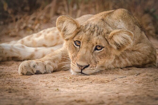 3-Day Ultimate Big Five Safari - Murchison Falls & Rhinos - The Practicalities: Transport, Group Size, and Physical Demands