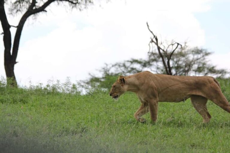 3-day unforgettable memories from Dar-es-Salaam to Mikumi NP - FAQ