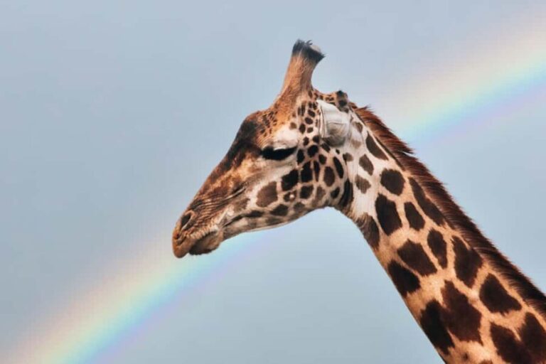 3-Day Unforgettable Tanzania Wildlife Safari - The Itinerary: What to Expect on This Wild Ride