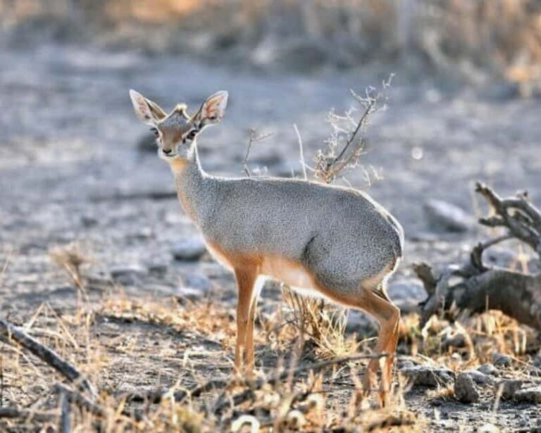 3-Day Wild Wonders and Nature, Awash National Park Tour - What’s Included & What’s Not