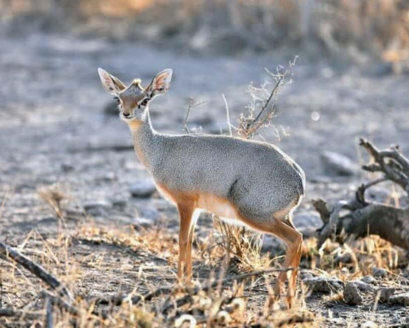 3-Day Wild Wonders and Nature, Awash National Park Tour - What’s Included & What’s Not
