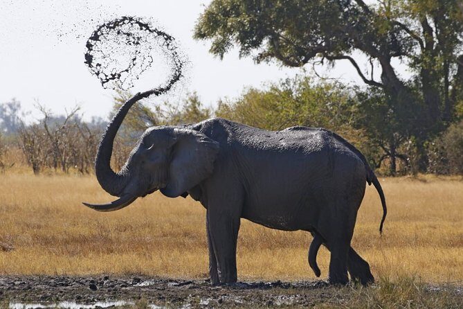 3 Day Wilderness Trail: Moremi, Khwai & East Okavango Delta - WildCamping Safari - FAQ