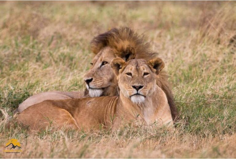 3-Day Wildlife Wonder! Tarangire, Lake Manyara & Ngorongoro. - Why the Price is Attractive