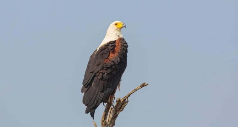 3-Day Zambia Safari Adventure to Kafue National Park - What Does the Tour Offer in Terms of Value?