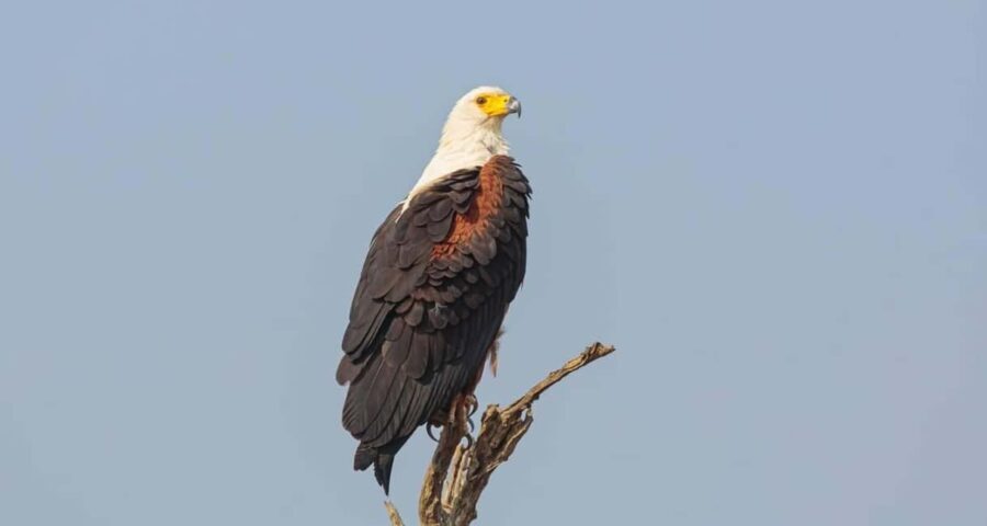3-Day Zambia Safari Adventure to Kafue National Park