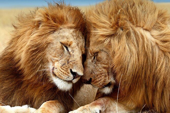 3-Days 2 Night Amazing Amboseli Experience. - Authentic Encounters & Testimonials