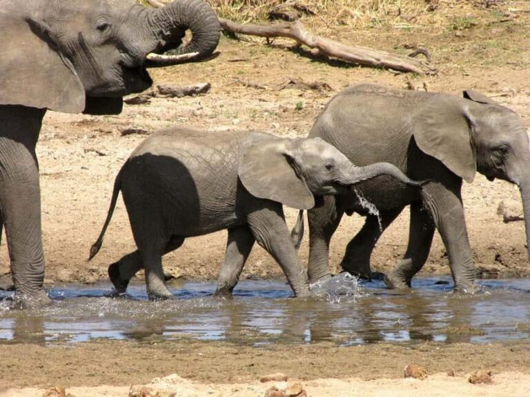 3-days 2-night from Dar-es-Salaam to Mikumi National Park - Full-Day Game Drive: The Heart of the Safari