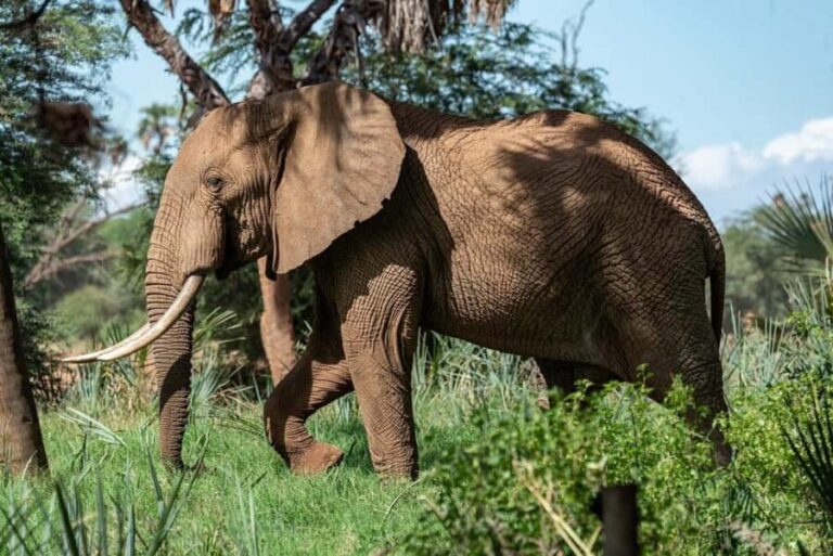 3 Days 2 night Nyerere NP, Game Drive, Boat & Walking Safari - What’s Included & What’s Not