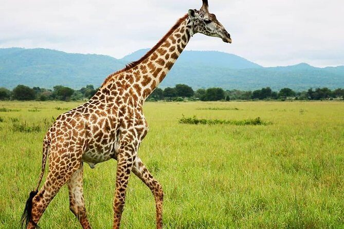3 Days 2 Nights Adventures At Mikumi National Park - The Value of Included Amenities