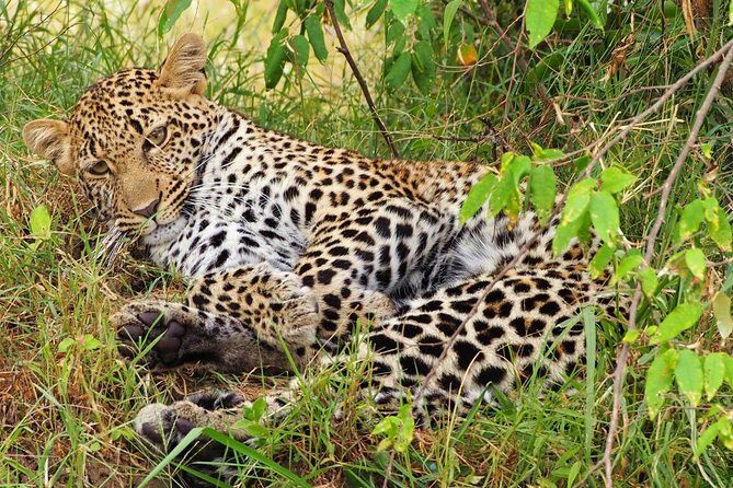 3 days 2 nights budget group safari to Maasai Mara National Reserve - What’s Included and What’s Not
