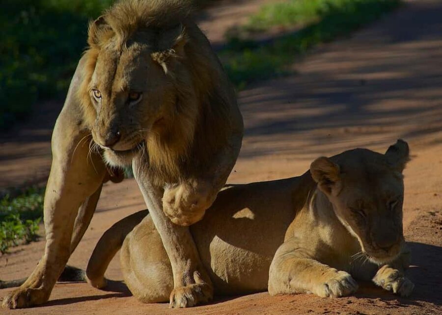 3-days 2-nights from Zanzibar to Mikumi NP & Visit Massai - The Complete Experience: From Zanzibar to Mikumi in Three Days