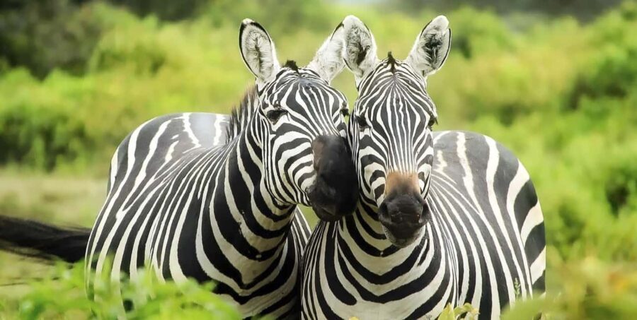 3-Days 2-nights Lions Safari Mikumi National Park - What Makes This Tour Stand Out